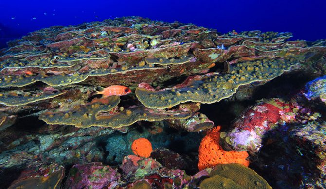 The East Flower Garden Bank reef.