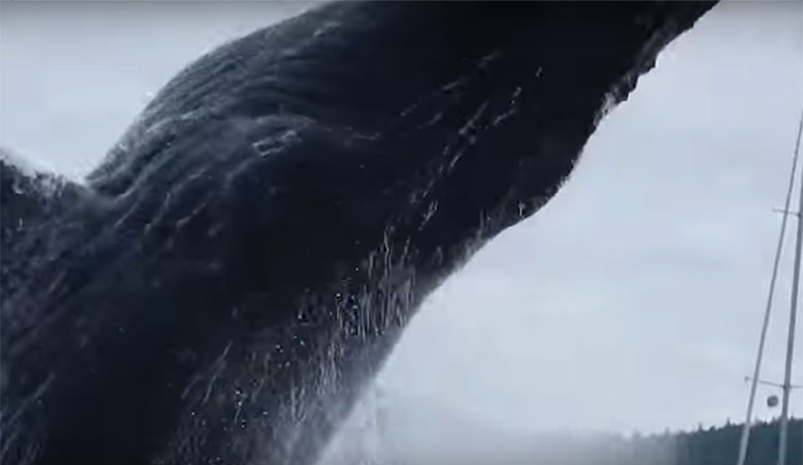 This kayaking family got up-close and personal with a mother humpback and her calf–almost too close for comfort.