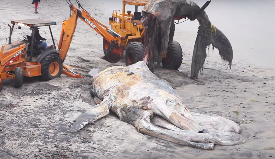 Wally the whale made a real nuisance of herself. Her body did, anyway. After the dead humpback washed up at Dockweiler Beach in Los Angeles she was dragged out to sea.