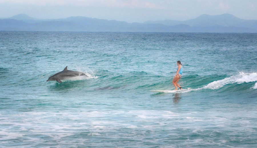 When these human surfers in Byron Bay got to party wave with a whole bunch of them last year, it was a very good day for everyone involved.