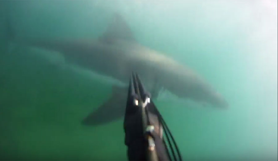 Tyler McQuillen was spear fishing off Santa Barbara when a great white decided to sniff out exactly what was swimming around in front of him.