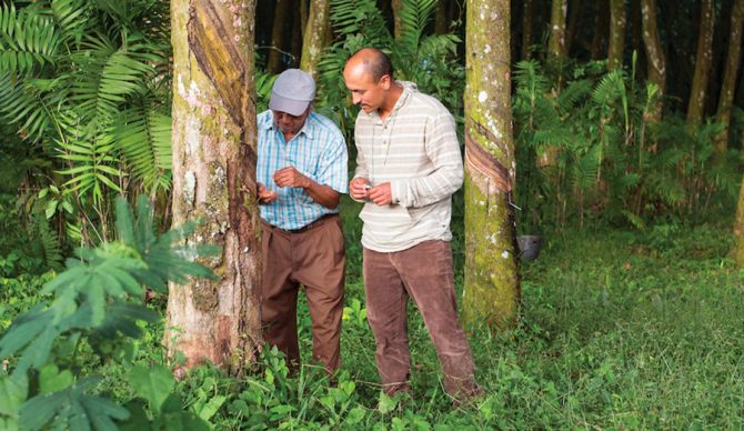 Patagonia Ambassador Ramón Navarro learns how plantation workers are extracting natural rubber from trees in Guatemala. Photo: Tim Davis