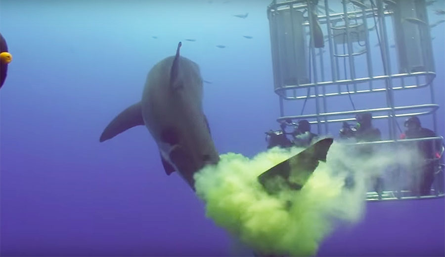 The footage of these people not only seeing one but getting enveloped in a huge cloud of shark shit makes me so, so jealous.