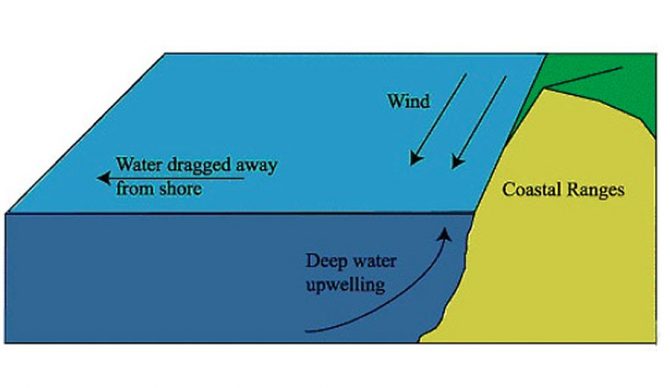 Figure 1. Diagram illustrating the principle of coastal upwelling in the northern Hemisphere. Currents, created by winds, are diverted by the Coriolis force, and this results in water being carried away from shore. Deep, cold water rises to replace these waters, hence coastal upwelling. [From: California Space Grant Consortium]