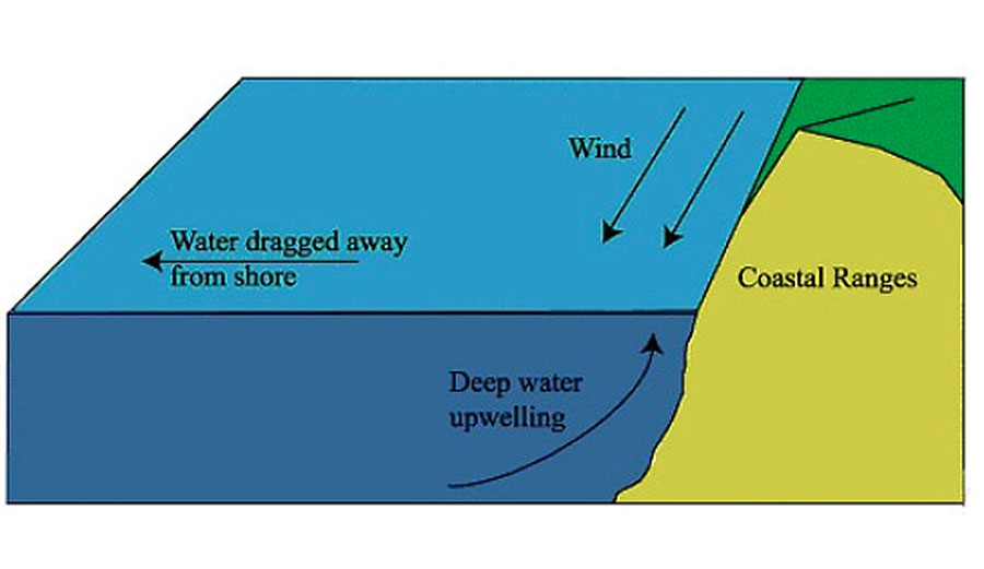Figure 1. Diagram illustrating the principle of coastal upwelling in the northern Hemisphere. Currents, created by winds, are diverted by the Coriolis force, and this results in water being carried away from shore. Deep, cold water rises to replace these waters, hence coastal upwelling. [From: California Space Grant Consortium]