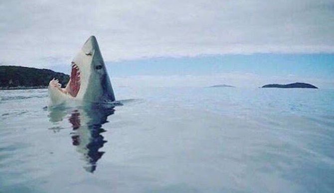 "Aaargghhhh!!" Photo: Mike Coots