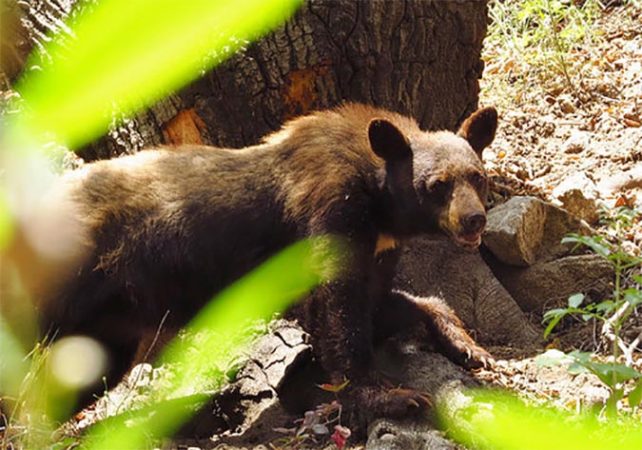 bear