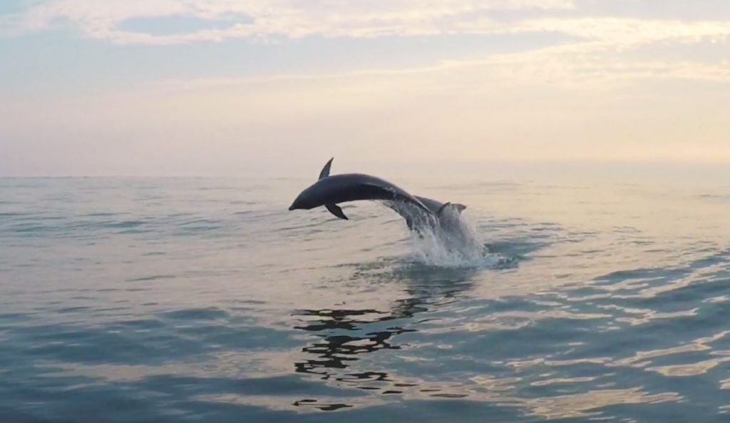No matter how bad the waves are, it's never a bad session when you're sharing it with dolphins.