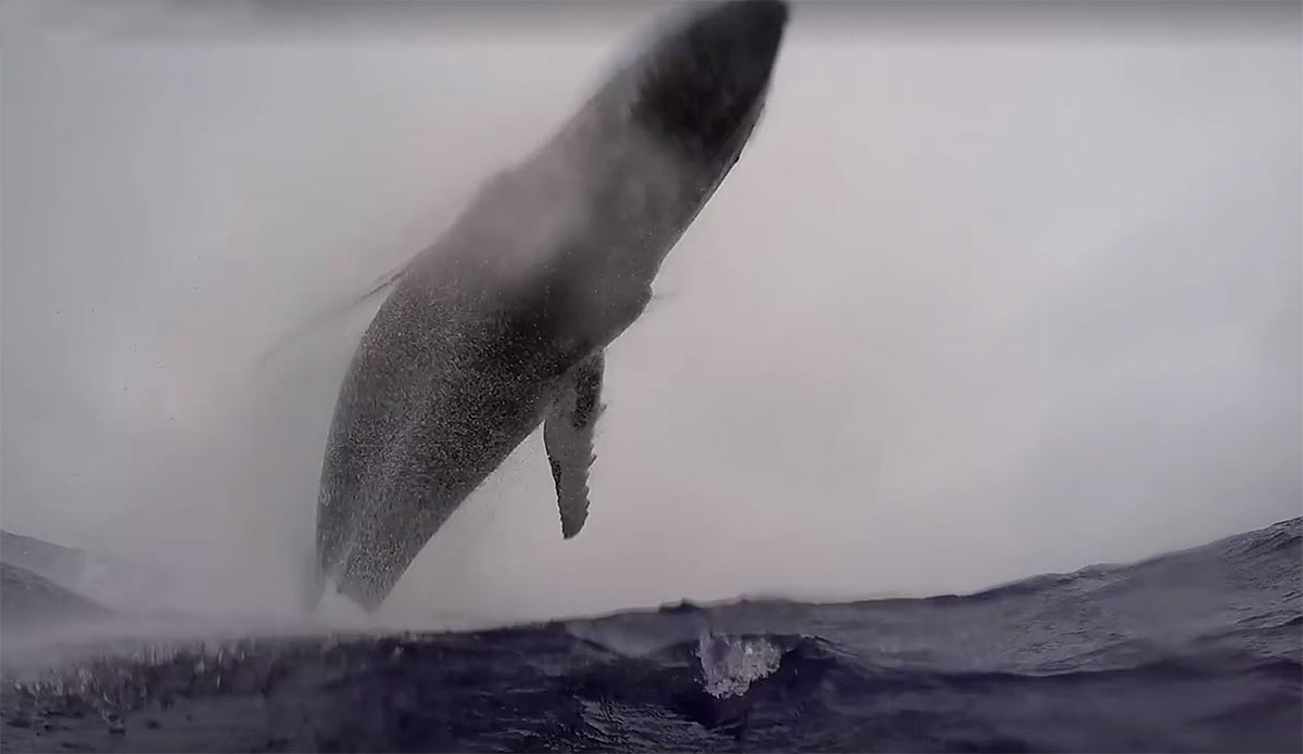 Humpback breaches are rarely filmed from start to finish, and Beau got the show of a lifetime.