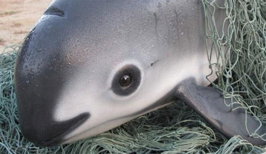 The vaquita porpoise is on the brink of extinction.