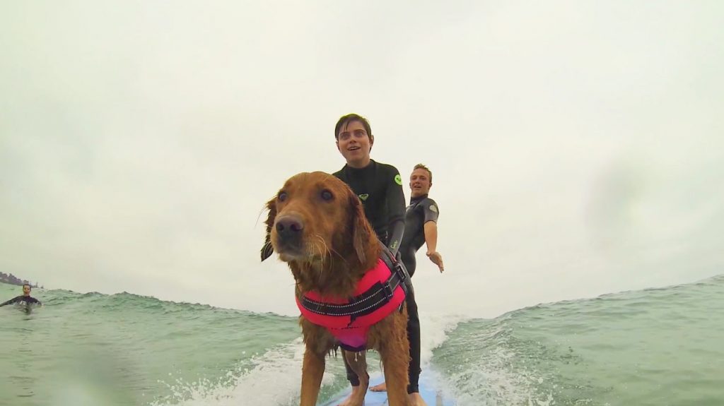 Ricochet Surf Dog