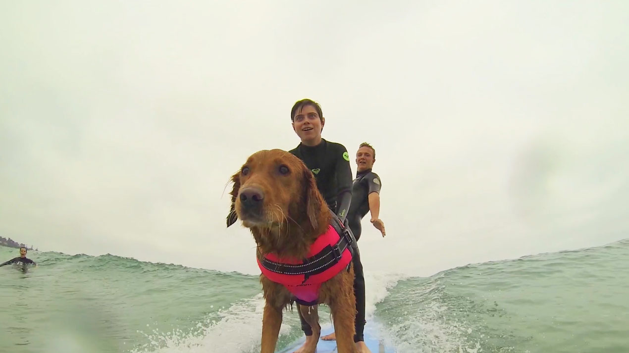 Ricochet Surf Dog