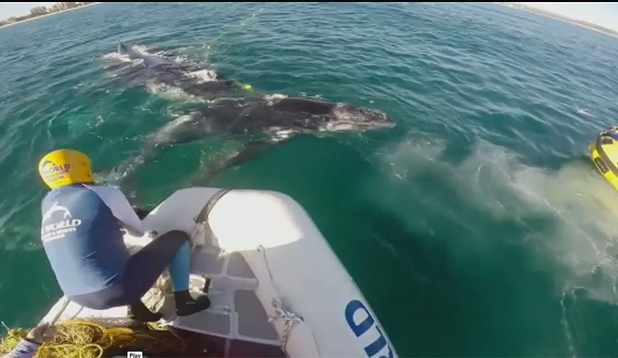 When her calf became entangled in a shark net off the Gold Coast, the mother humpback wouldn't leave it.