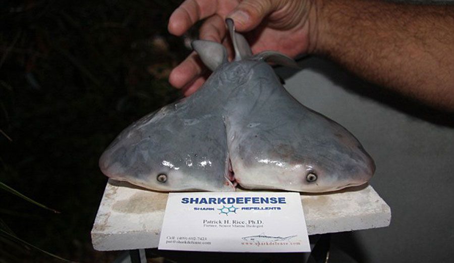 Two-headed sharks are on the rise, and researchers have no idea why.
