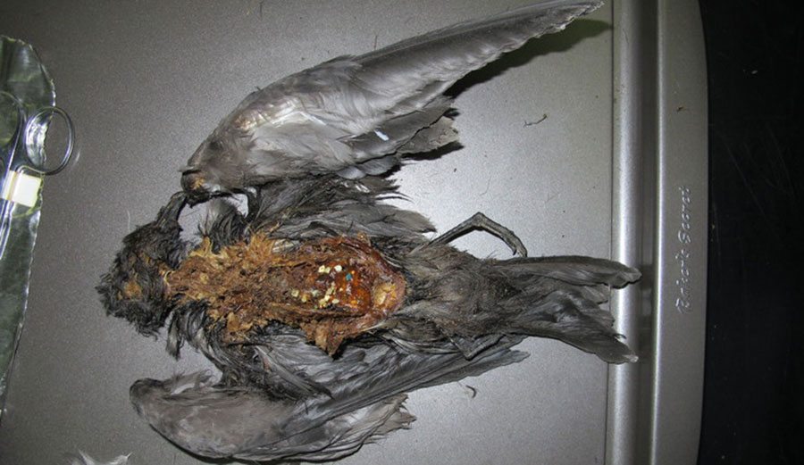 Many tube-nosed seabirds, like this Tristram’s storm petrel (Oceanodroma tristrami), eat plastic particles at sea because they mistake them for food. Sarah Youngren, Hawaii Pacific University/USFWS, Author provided