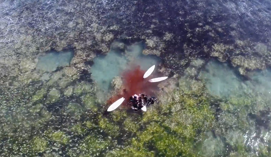 Thankfully, despite everything you hear, shark attacks are still very, very rare. But, much like nearly everything else in life, it pays to be prepared.