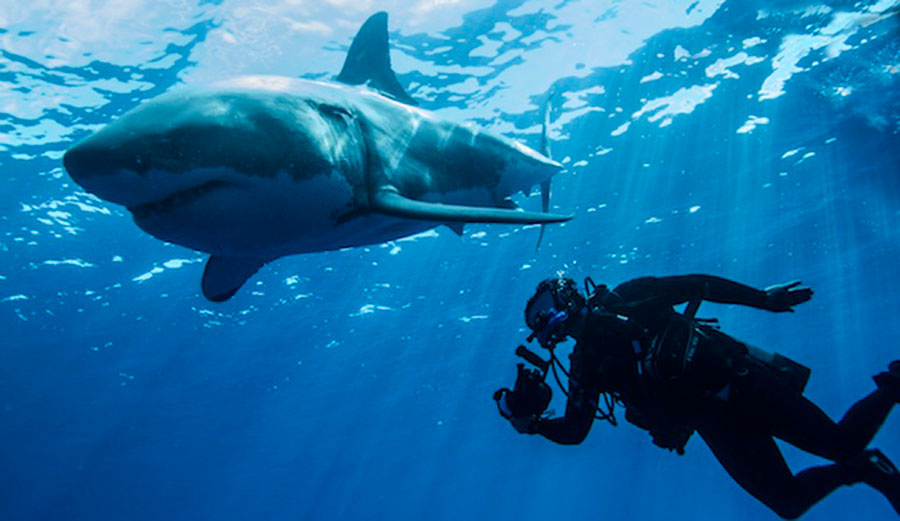 More sharks is a good thing, not a bad one. Image: Wikimedia Commons
