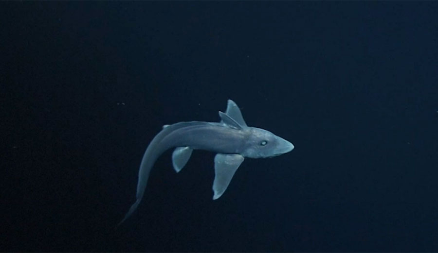 Although scientists have known about the pointy-nosed blue chimera for ages, it is still interesting to see one alive in its home deep beneath the sea.