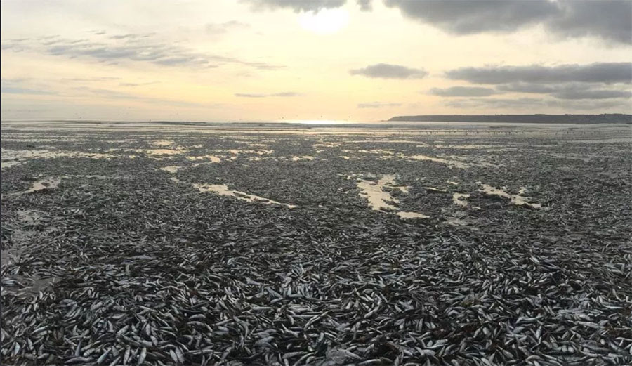Tens of thousands of dead fish washed up on a Cornish Beach. Photo:The Sun/Caters News Agency