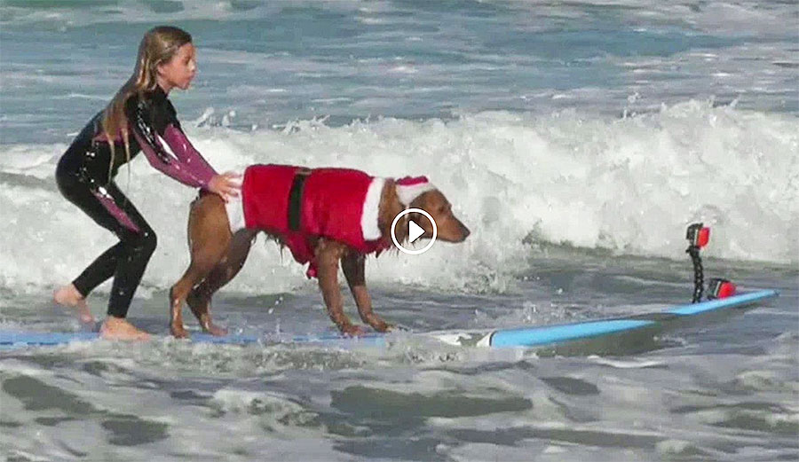 Most of the time, Ricochet wears a life jacket when she's surfing. Recently, though, she switched it up to a Santa Claus outfit for her 2016 Howliday Giving drive to help veterans with PTSD.