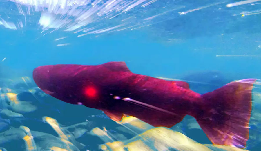 Salmon are one of the earth's most incredible creatures.