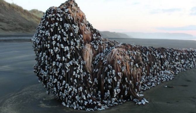 Straight from your nightmares, this unidentified object washed up on Muriwai Beach, New Zealand and was posted on Facebook Friday. Photo: Melissa Doubleday/ Facebook 