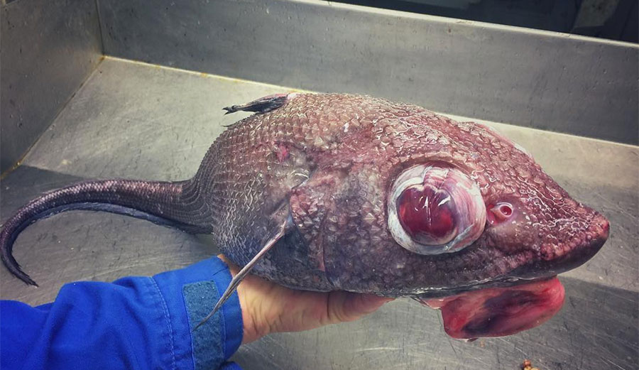 A Russian fisherman named Roman Fedortsov knows first hand just how weird some of those creatures can be.