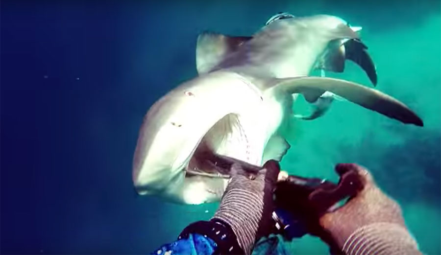 See the Moment a Bull Shark Attacks a Spearfisherman in Australia
