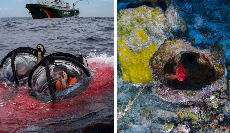 The first ever images of a newly discovered coral reef.