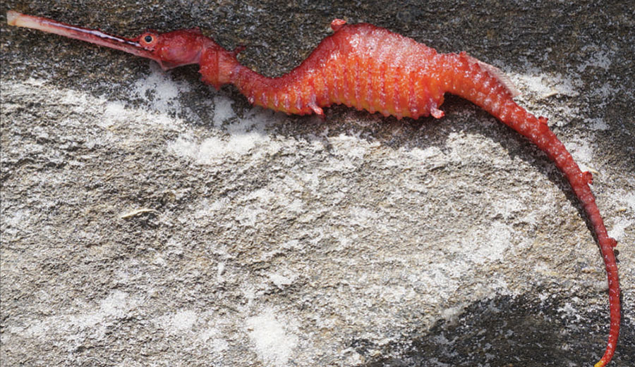 Up until now, though, one creature's existence was little more than a rumor. It's the ruby seadragon.