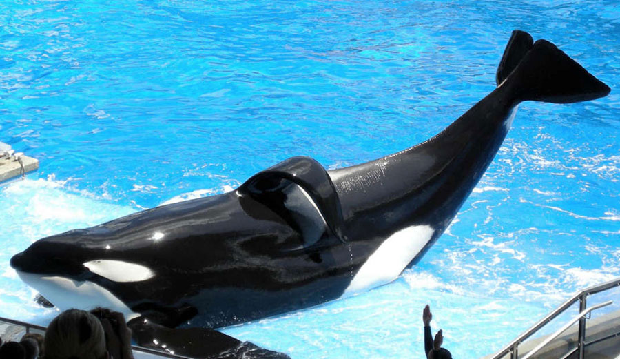 Tilikum, the whale who spent almost his entire life in captivity, is dead.