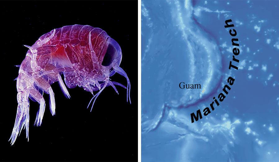 Amphipod crustaceans found in the Mariana Trench–the deepest part of the world's oceans–have been found to have been affected by harmful industrial chemicals.