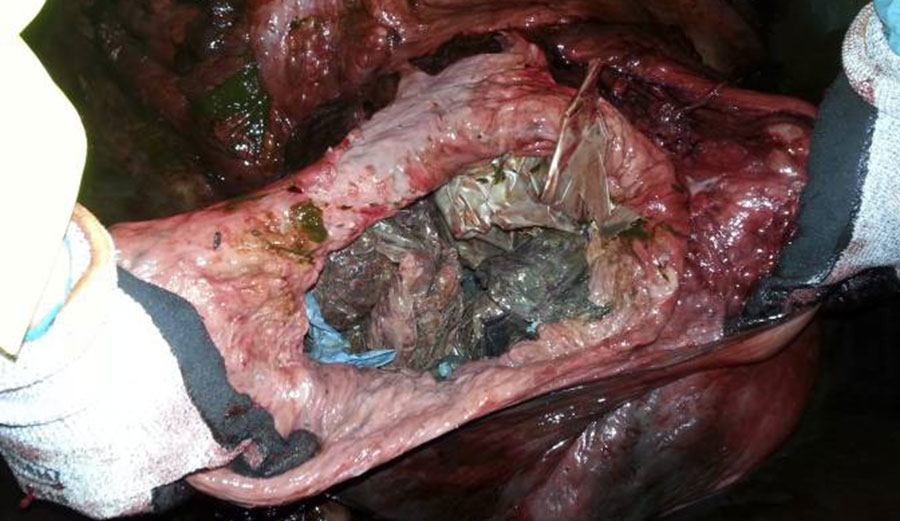 Researchers from the university show plastic bags found inside the stomach of a two-ton whale that was beached in shallow waters off Sotra, an island west of Bergen, some 200 kilometers (125 miles) northwest of Oslo. Image: University of Bergen