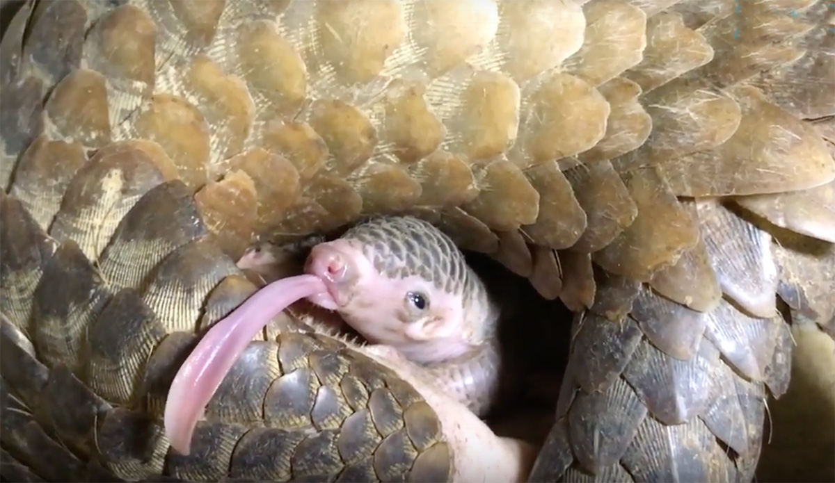 The pangolin is the world's most trafficked animal.