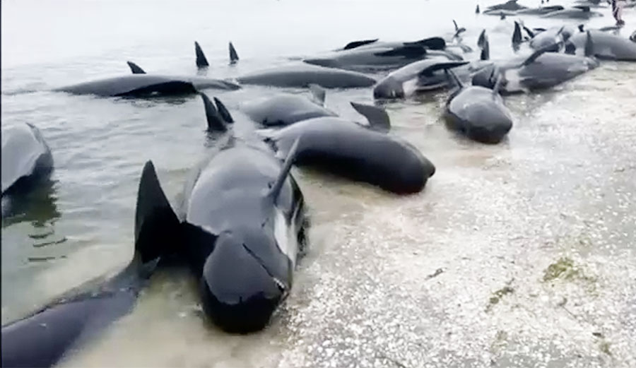 As of now, volunteers are still trying to save the few remaining whales, keeping them as healthy as possible until Saturday afternoon, when the tide is high again.