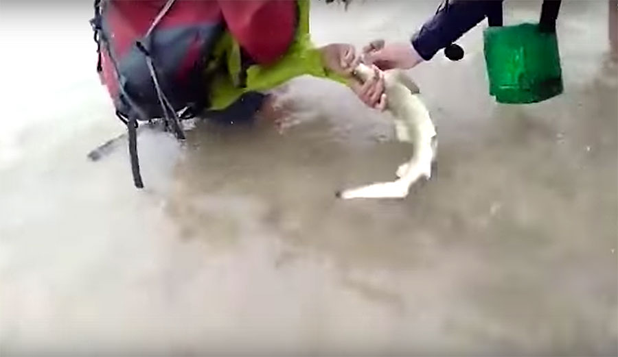 Getting handsy with a sea creature for the sake of a selfie is never a good thing.