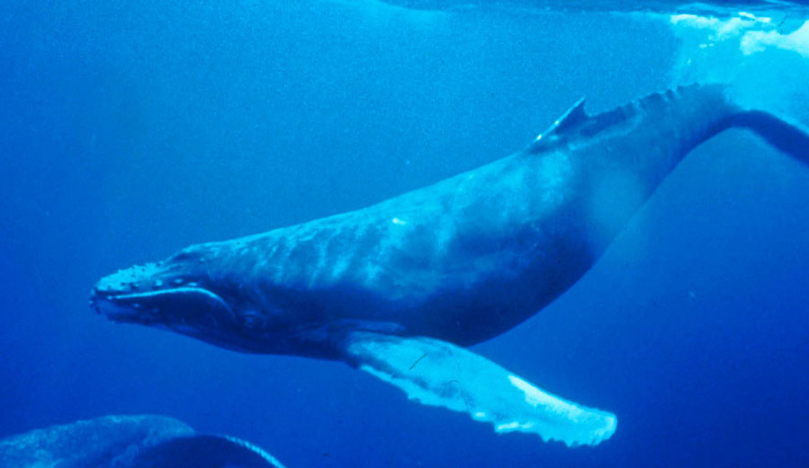 Humpback whales are listed as endangered by the World Wildlife Federation. A new report warns that half of all species may be extinct by the end of the century. Photo: Wikimedia Commons