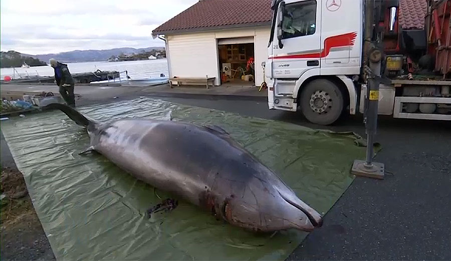 Wardens had to put down a cuvier's beaked whale in Norway because it was full of plastic garbage. Image: University of Bergen