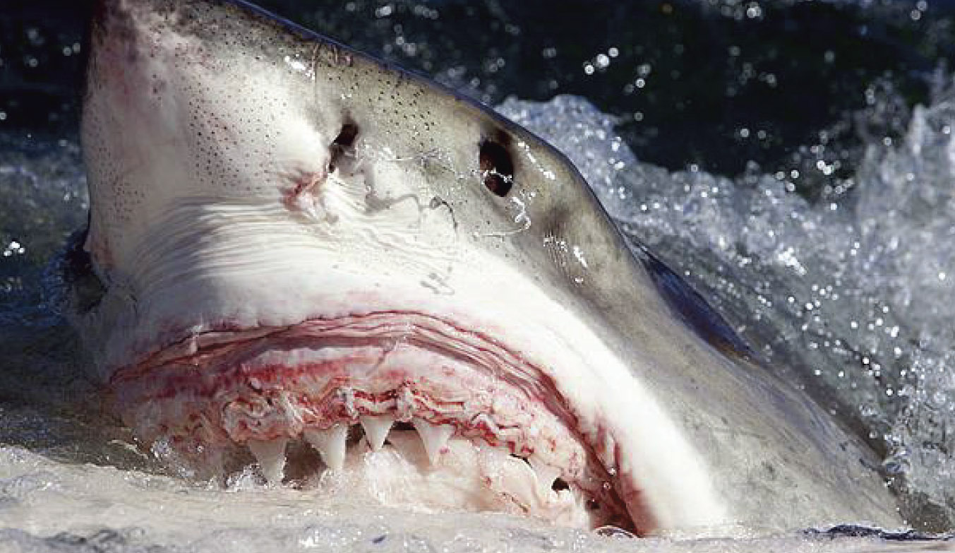 Great White Shark