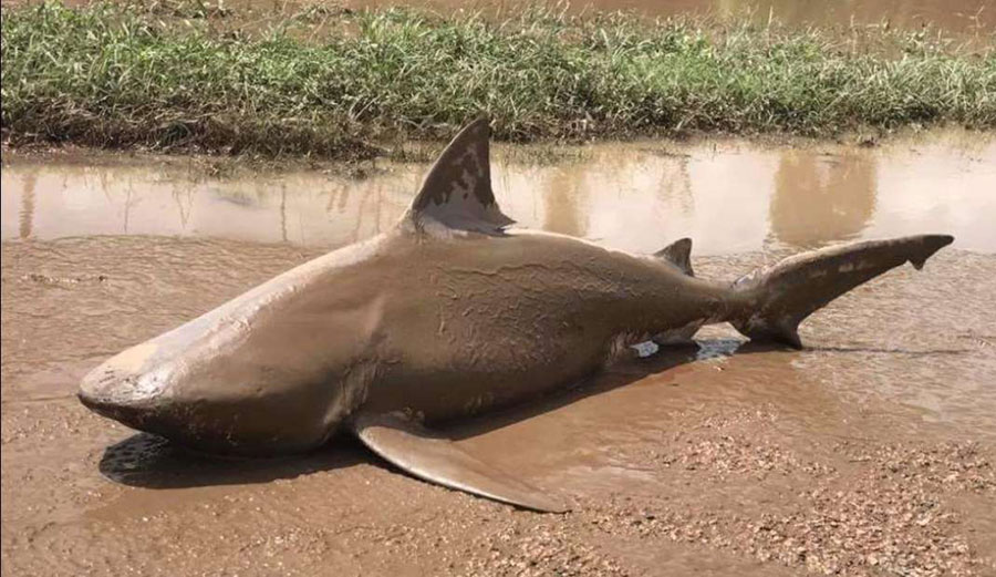 Bull shark in Queensland.