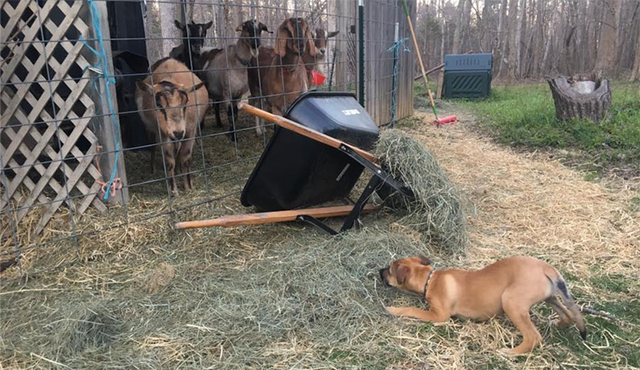 Daisy in North Carolina, interested in these strange new creatures. Photo: Schwab/Facebook