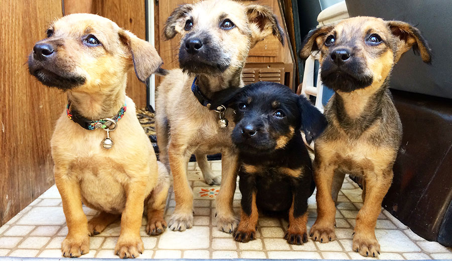 Slowly, the puppies gained strength. Photo: Lindquist