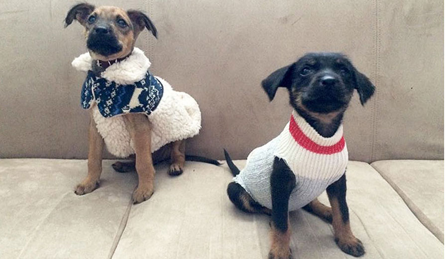 Ocho on left, Emmie on the right. Their first day in Canada.