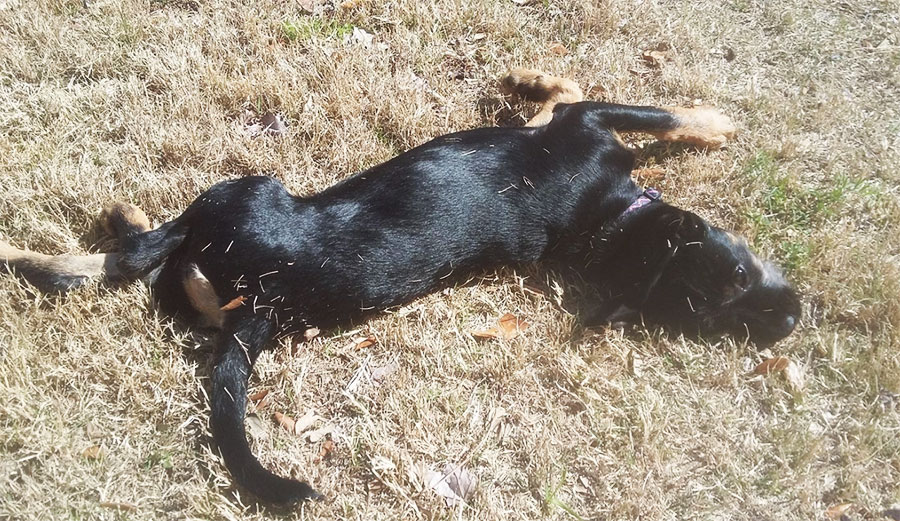 Emmy, a far cry from that shriveled little creature who had given up on life. Photo: Lockhart/Facebook