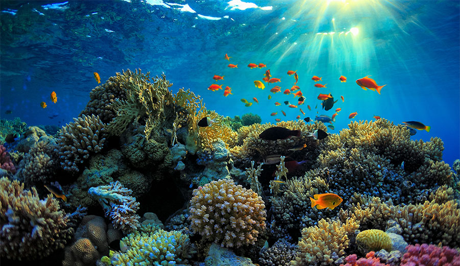 It's pretty, isn't it? Not for long. Photo: iStock