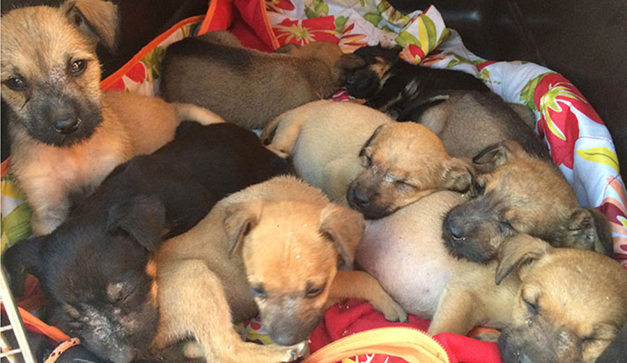 The puppies, just a day after we found them in a box. Photo: Lindquist