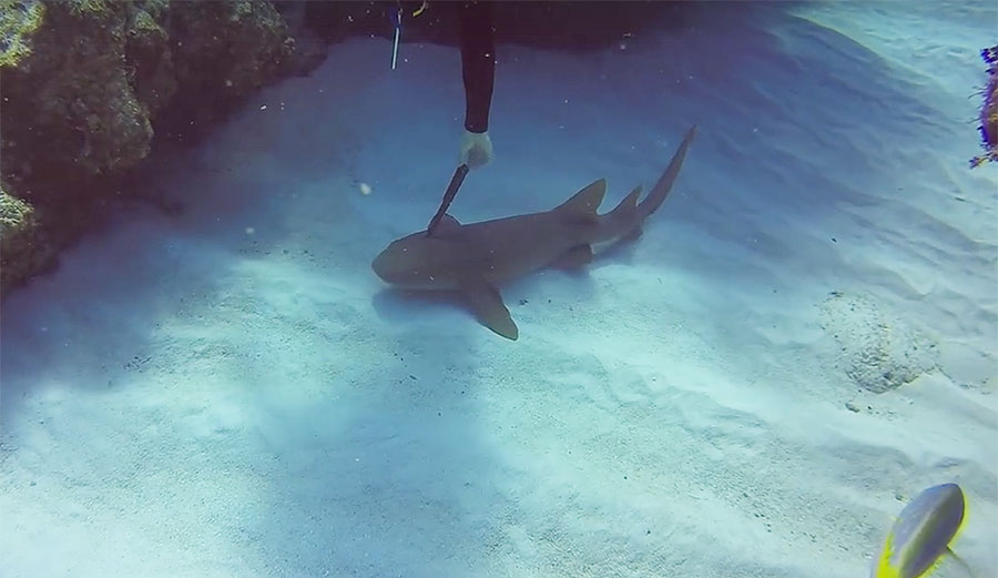 A scuba diving instructor in the Cayman Islands found a nurse shark with a massive knife embedded in its head.