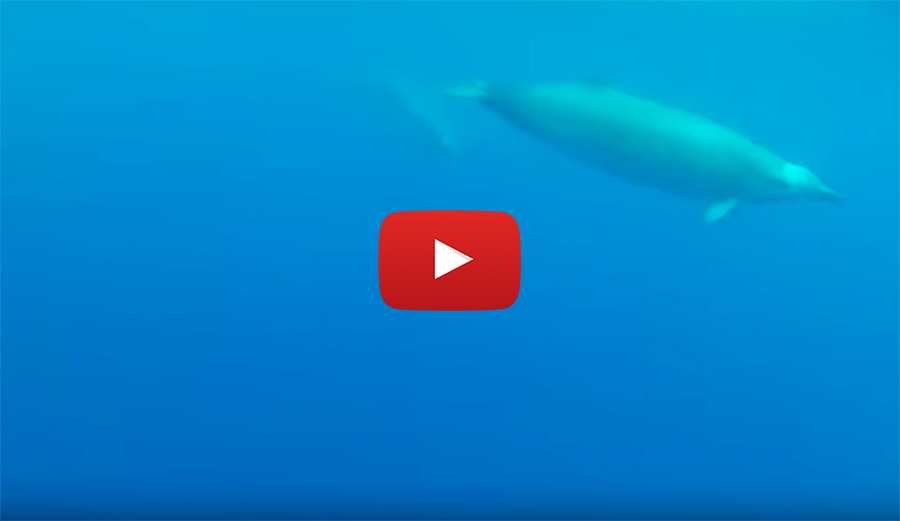 Trues Beaked Whale