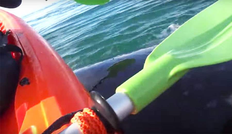 While kayaking off the coast of Argentina, the pair ended up right on top of a friendly, curious whale and had the pleasure of getting a quick piggyback ride.
