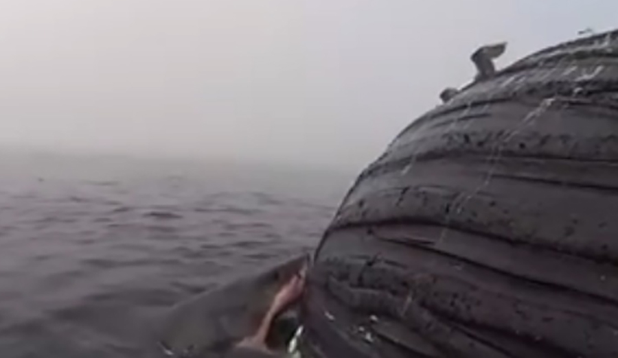 This giant great white shark is eating itself silly off of Oceanside.